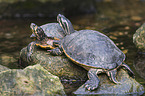 yellow-bellied sliders