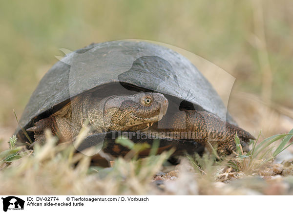 Pelomedusenschildkrte / African side-necked turtle / DV-02774