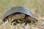 African side-necked turtle