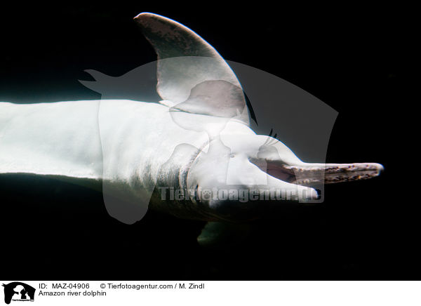 Amazon river dolphin / MAZ-04906