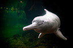 Amazon river dolphin