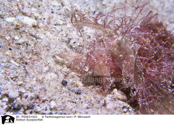 Ambon Scorpionfish / PEM-01003