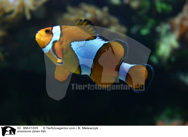 Clownfisch / anemone clown fish / BM-01005
