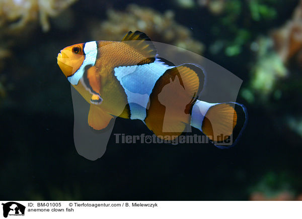 Clownfisch / anemone clown fish / BM-01005