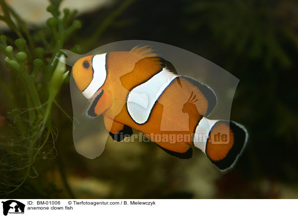 anemone clown fish / BM-01006