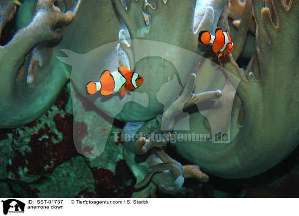 Clownfisch / anemone clown / SST-01737