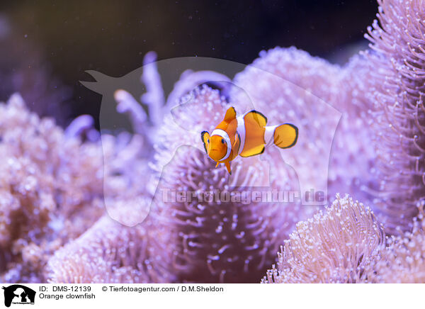 Clownfisch / Orange clownfish / DMS-12139