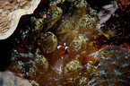 clownfish