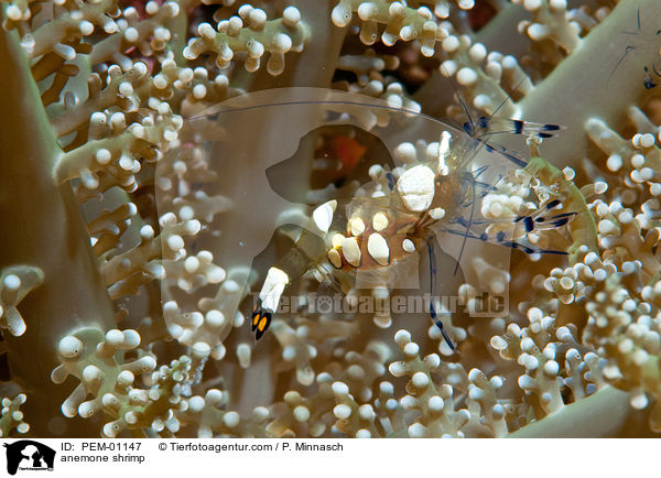 anemone shrimp / PEM-01147