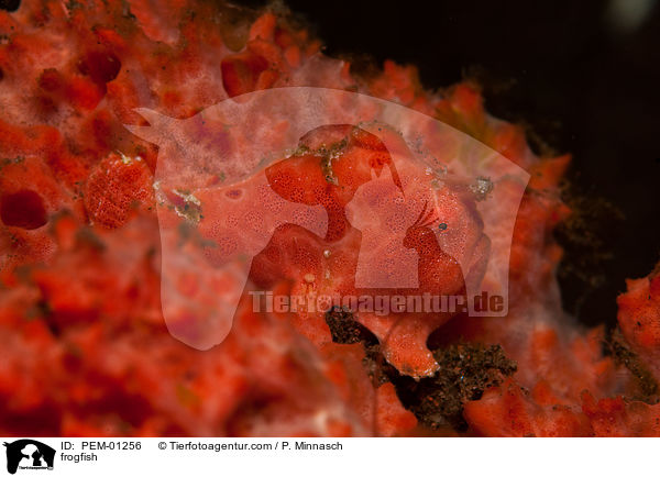 Anglerfisch / frogfish / PEM-01256