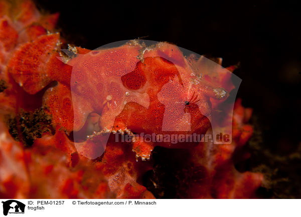 Anglerfisch / frogfish / PEM-01257