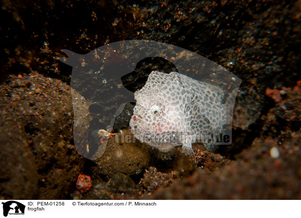 frogfish / PEM-01258