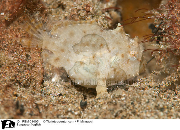 Sargasso frogfish / PEM-01005
