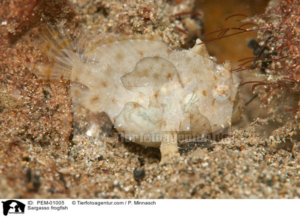 Sargassofisch / Sargasso frogfish / PEM-01005