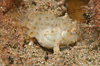Sargasso frogfish