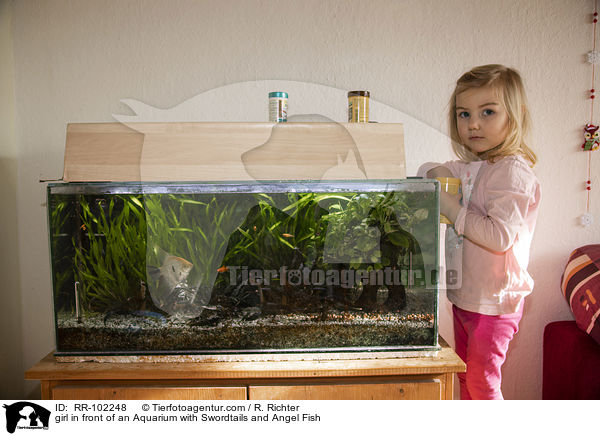 girl in front of an Aquarium with Swordtails and Angel Fish / RR-102248