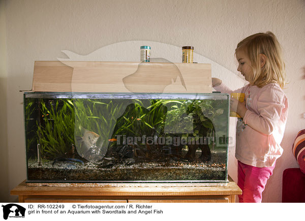 girl in front of an Aquarium with Swordtails and Angel Fish / RR-102249