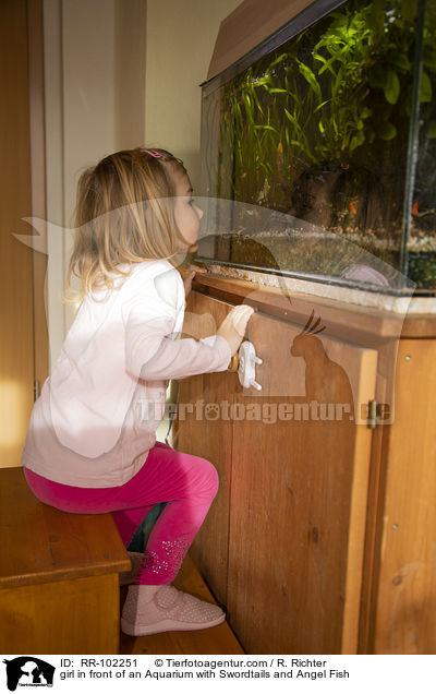 girl in front of an Aquarium with Swordtails and Angel Fish / RR-102251