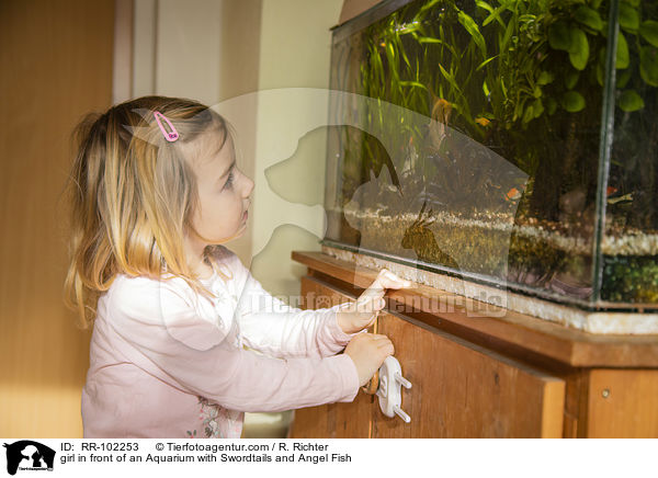 girl in front of an Aquarium with Swordtails and Angel Fish / RR-102253