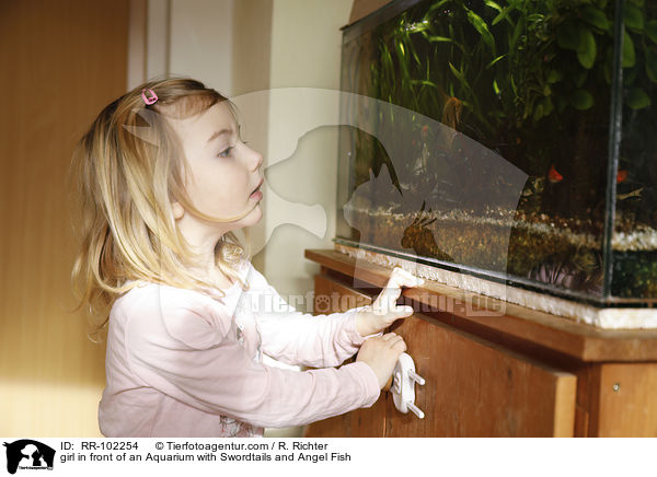 girl in front of an Aquarium with Swordtails and Angel Fish / RR-102254