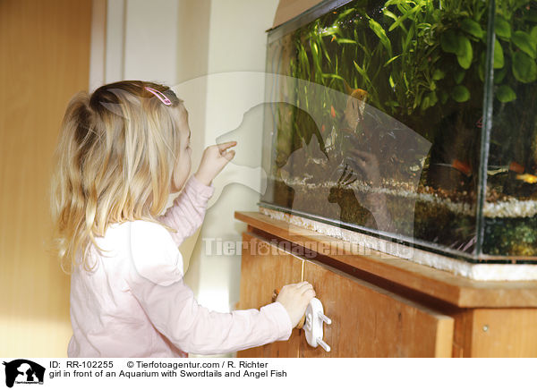 girl in front of an Aquarium with Swordtails and Angel Fish / RR-102255