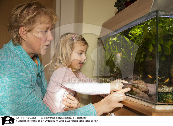 humans in front of an Aquarium with Swordtails and angel fish / RR-102256