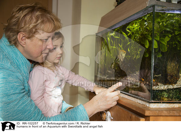 humans in front of an Aquarium with Swordtails and angel fish / RR-102257