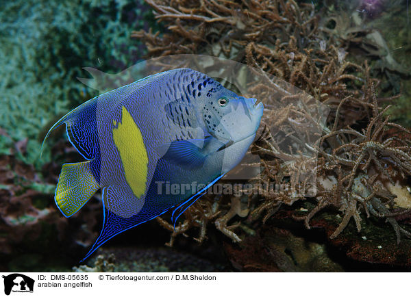 Halbmond-Kaiserfisch / arabian angelfish / DMS-05635