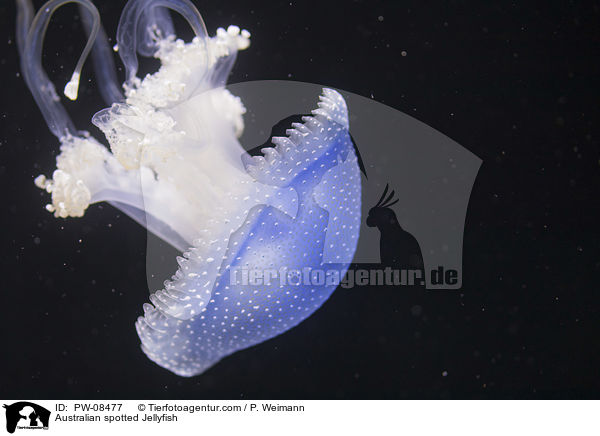 Australian spotted Jellyfish / PW-08477