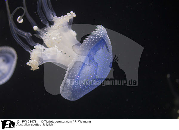 Gepunktete Wurzelmundqualle / Australian spotted Jellyfish / PW-08478