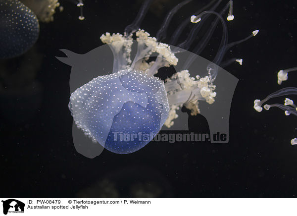 Gepunktete Wurzelmundqualle / Australian spotted Jellyfish / PW-08479