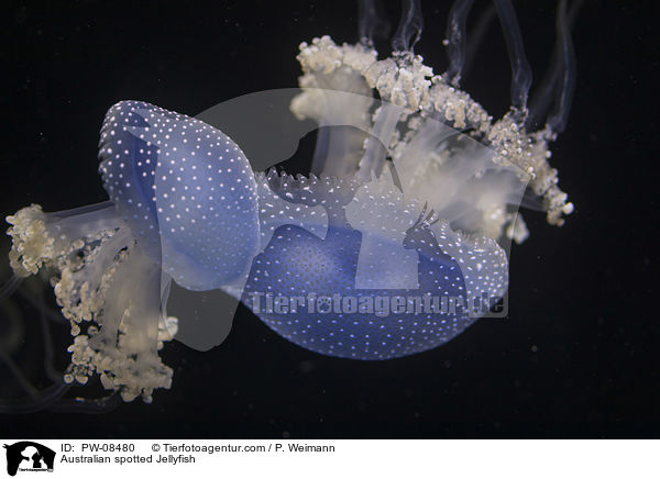 Australian spotted Jellyfish / PW-08480