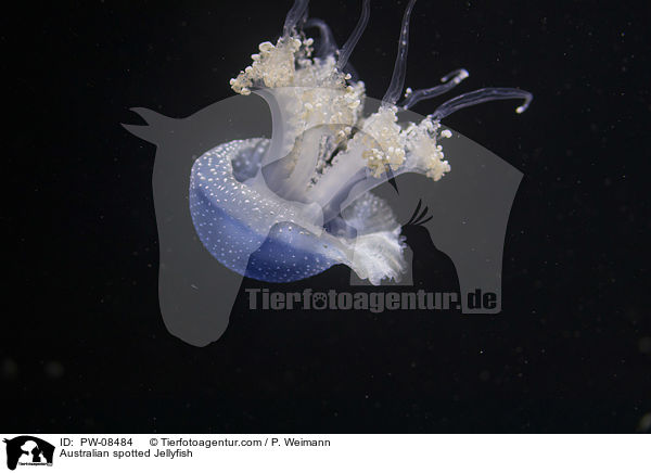Australian spotted Jellyfish / PW-08484
