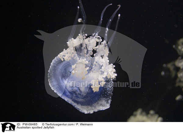 Australian spotted Jellyfish / PW-08485