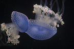 Australian spotted Jellyfish