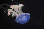 Australian spotted Jellyfish
