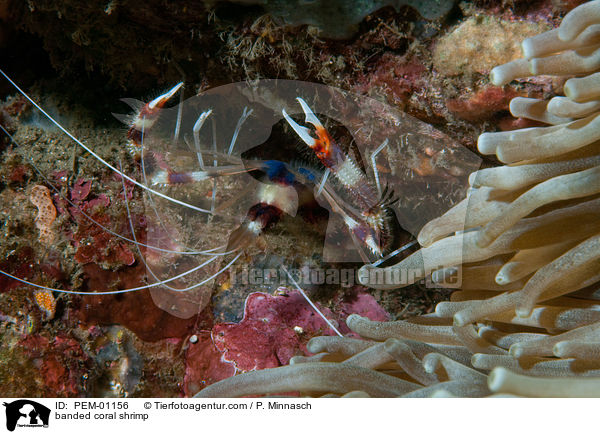 banded coral shrimp / PEM-01156