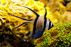 Banggai cardinalfish