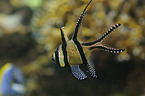 banggai cardinal