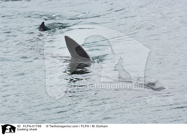 basking shark / FLPA-01788