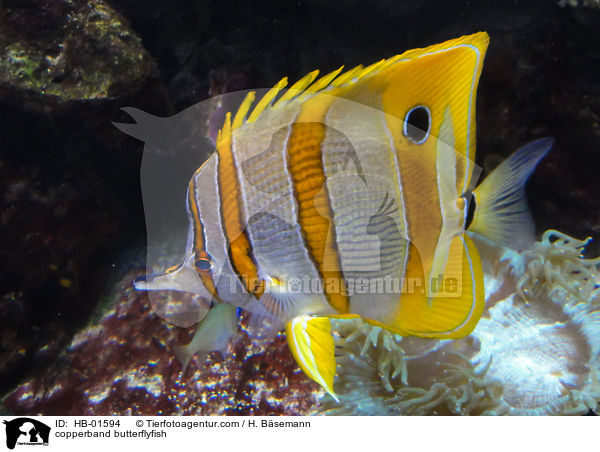 copperband butterflyfish / HB-01594