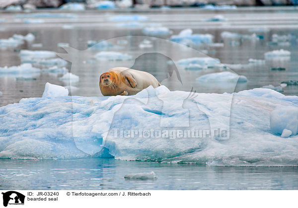 Bartrobbe / bearded seal / JR-03240