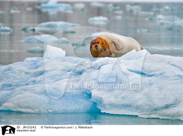 Bartrobbe / bearded seal / JR-03242