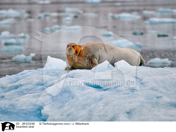 Bartrobbe / bearded seal / JR-03246