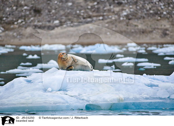 bearded seal / JR-03250