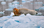 bearded seal