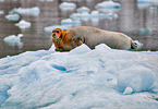 bearded seal