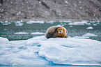 bearded seal