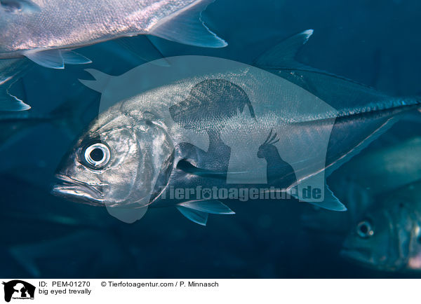 Groaugen-Stachelmakrele / big eyed trevally / PEM-01270