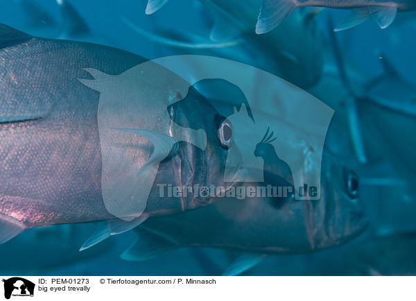 Groaugen-Stachelmakrelen / big eyed trevally / PEM-01273